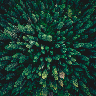 Metsän uudistaminen 2026 kevät - 30.05.2026